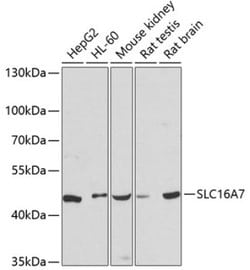 Gankyrin Rabbit anti-Human, Mouse, Rat, Polyclonal, Novus Biologicals 100